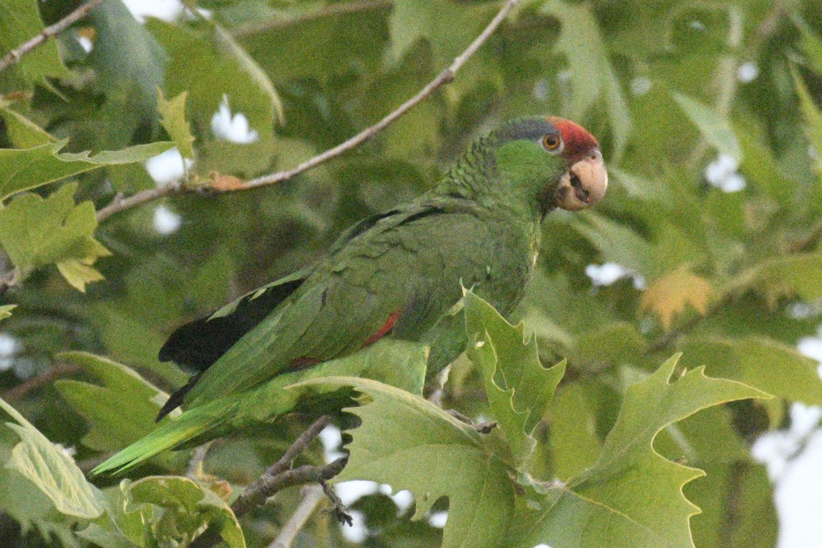 Red-crowned Parrot - ML616056480