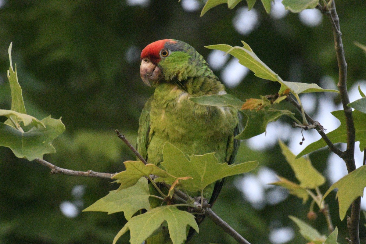 Red-crowned Parrot - ML616056481