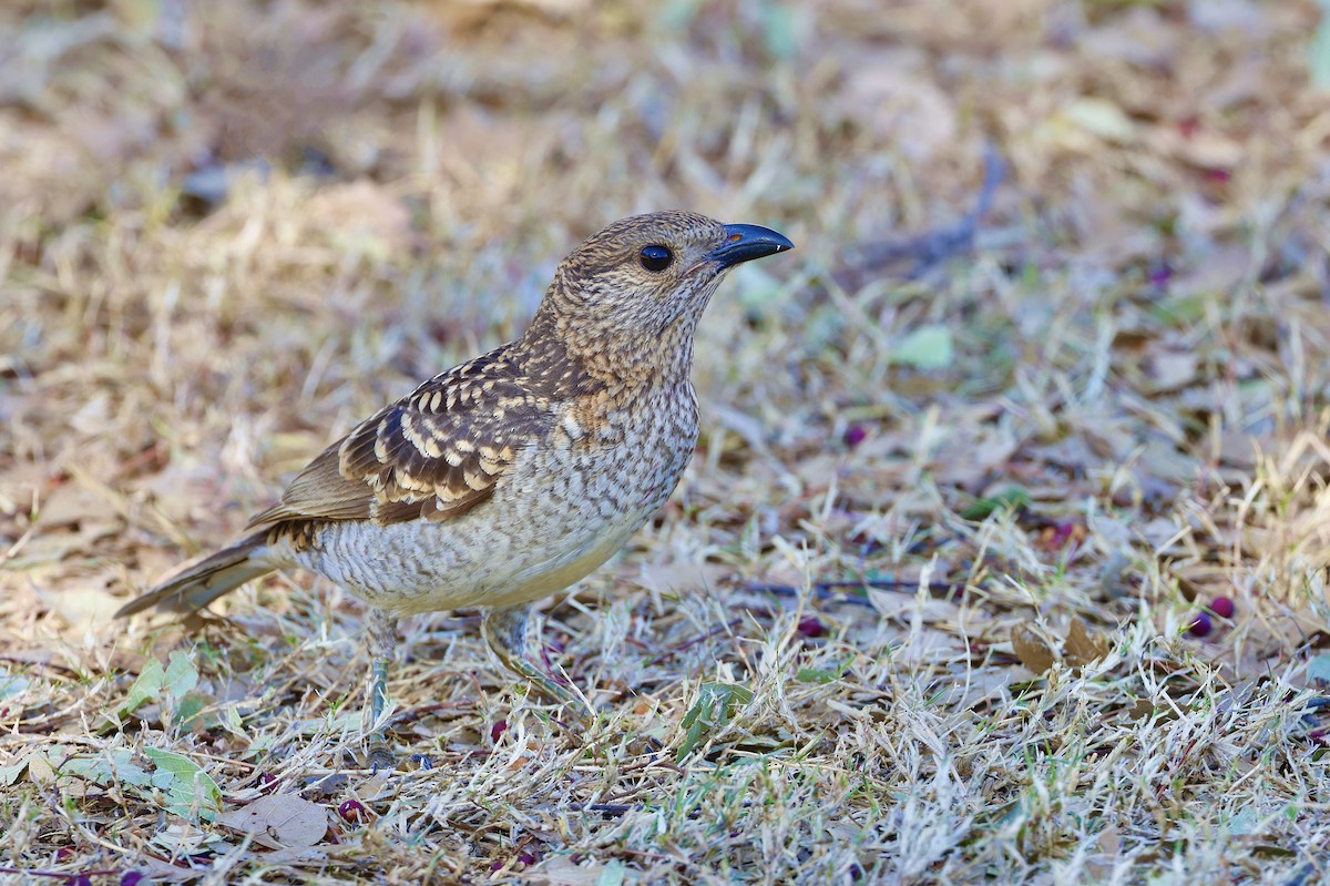 Spotted Bowerbird - Elspeth M