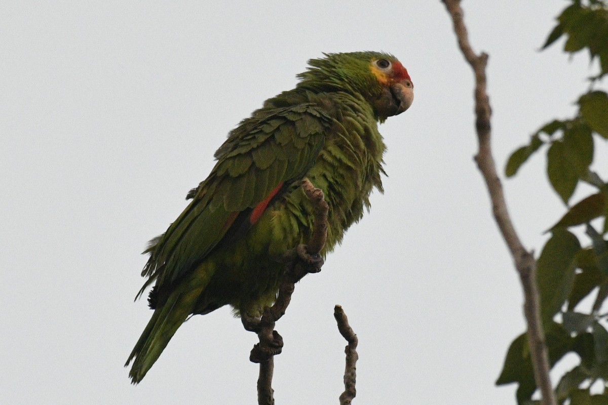 Red-lored Parrot - Joshua  Smith