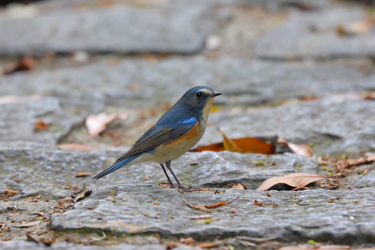 Red-flanked Bluetail - ML616056504