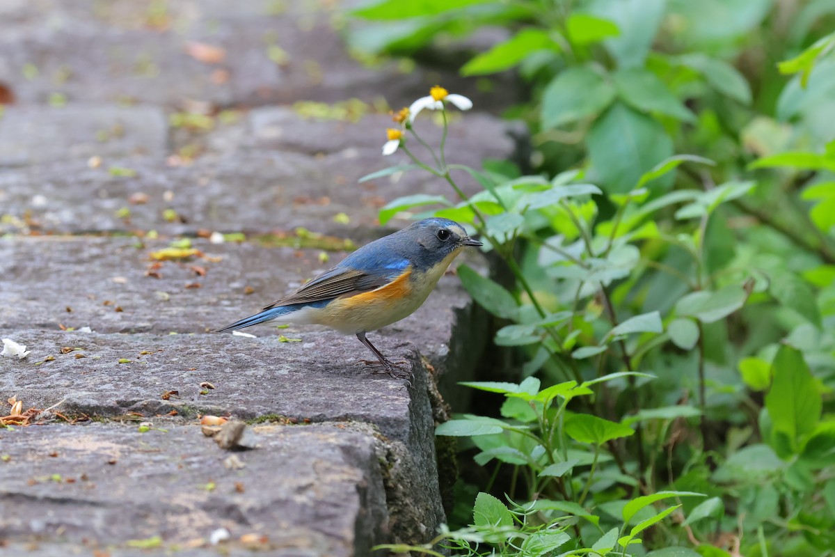 Red-flanked Bluetail - yang yi hsien