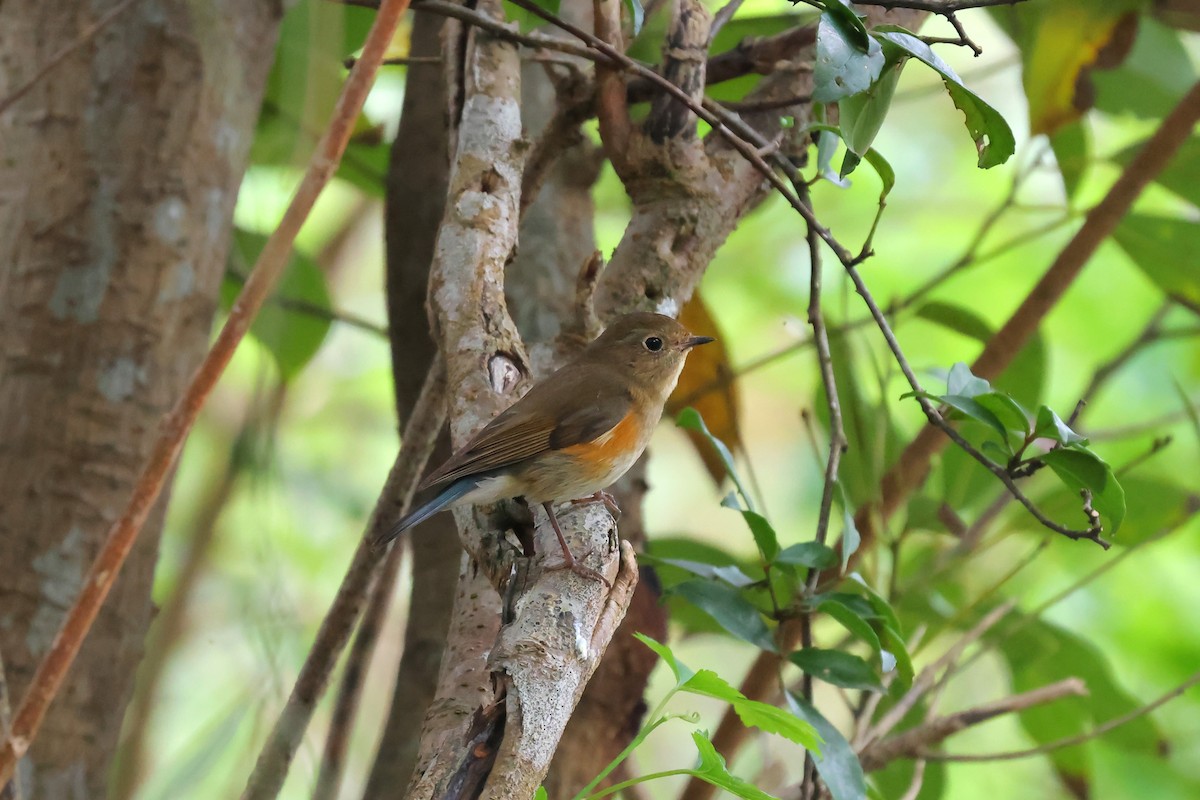 Red-flanked Bluetail - ML616056512