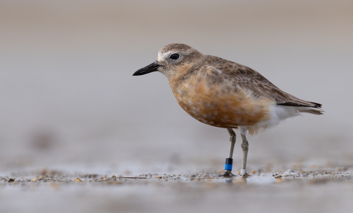 Red-breasted Dotterel (Southern) - Simon Binzegger