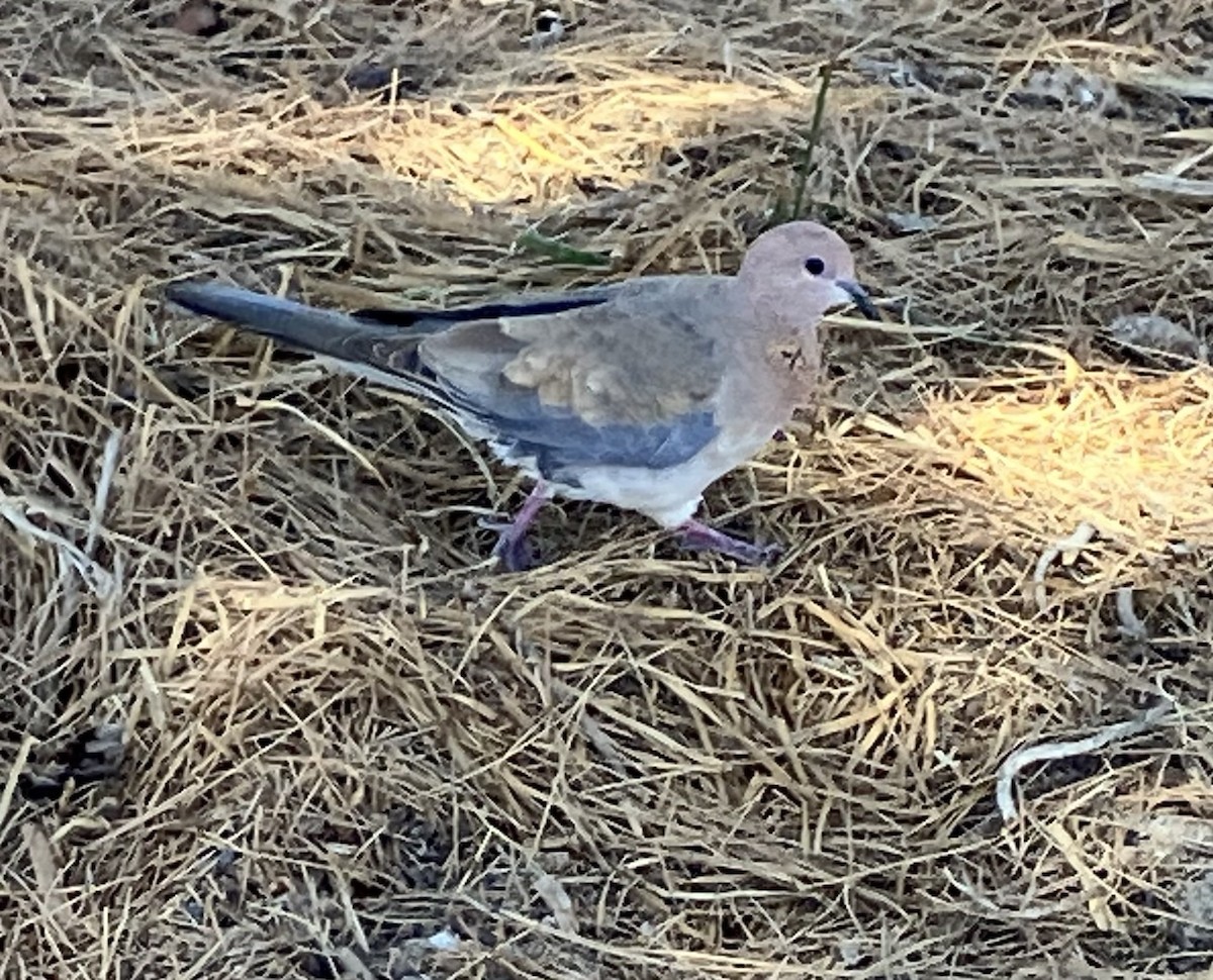 Laughing Dove - ML616056612