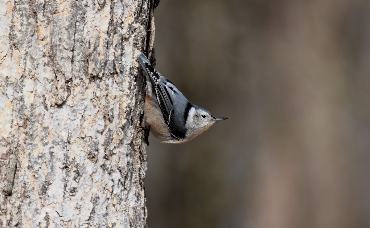 White-breasted Nuthatch - ML616056744