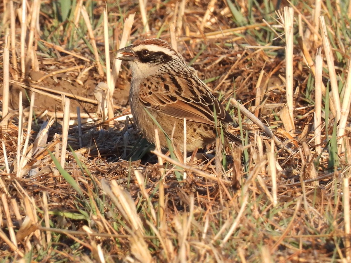 Striped Sparrow - ML616056758