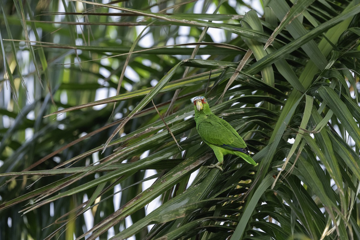 White-fronted Parrot - Luis Guillermo