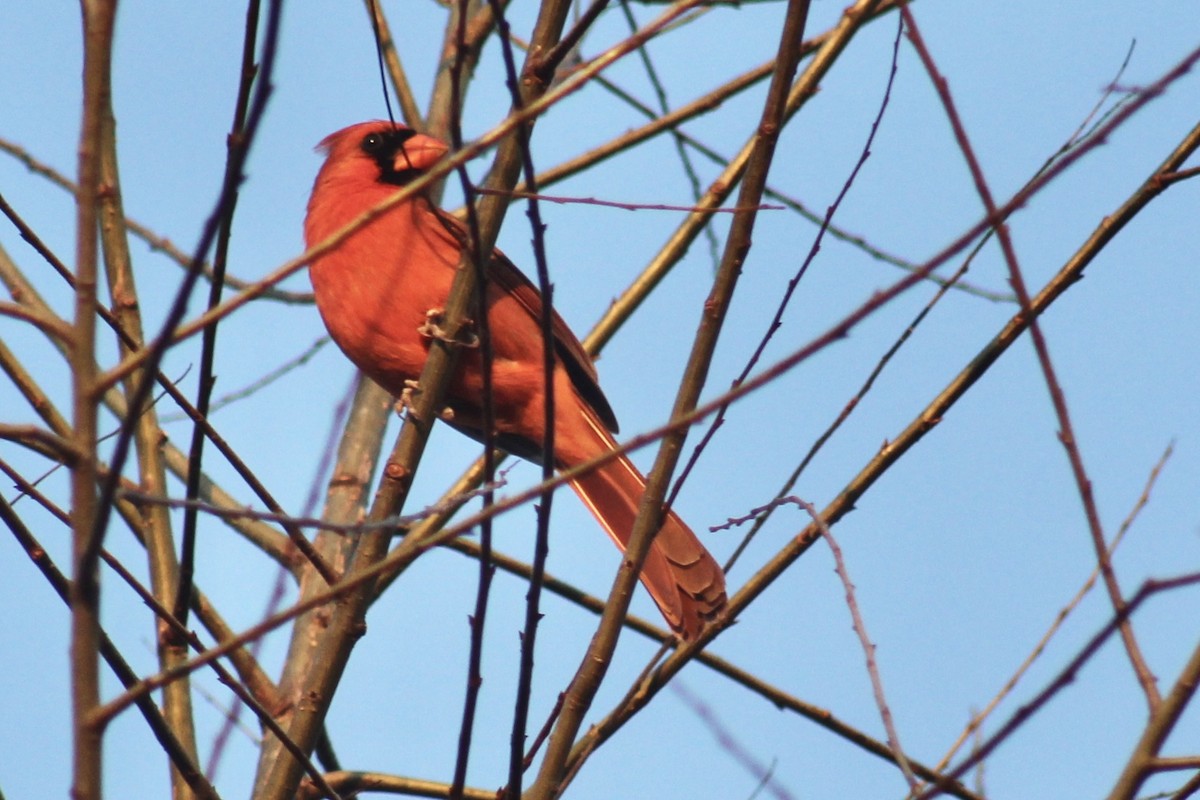 Cardinal rouge - ML616056918
