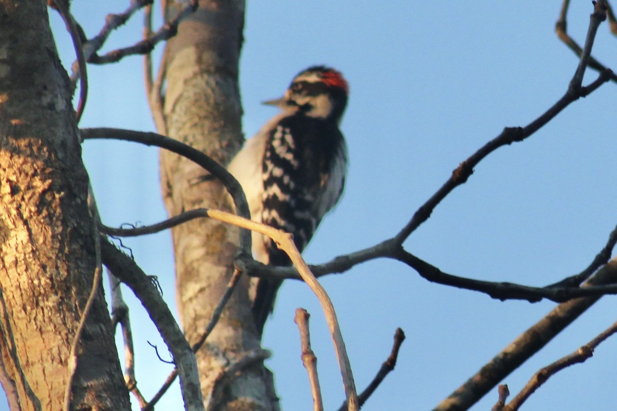 Downy Woodpecker - ML616056946
