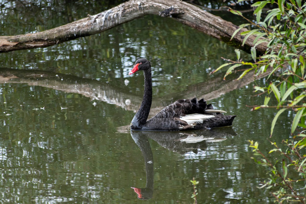 Black Swan - ML616056978