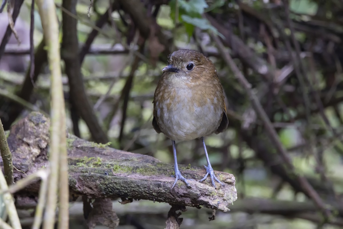 Brown-banded Antpitta - ML616057074