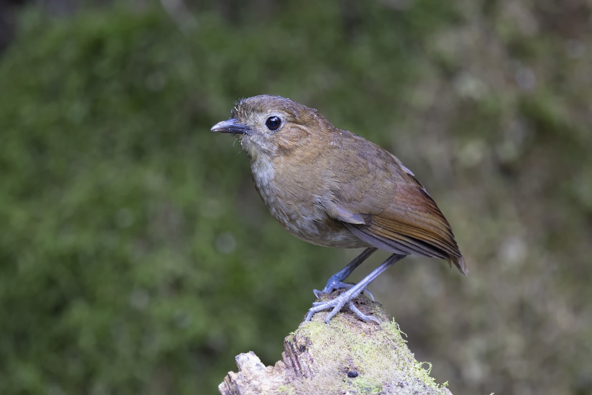 Brown-banded Antpitta - ML616057075