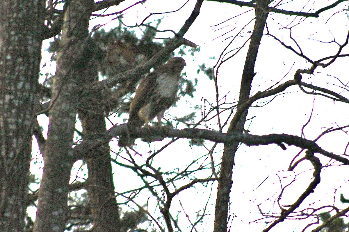 Red-tailed Hawk - ML616057090
