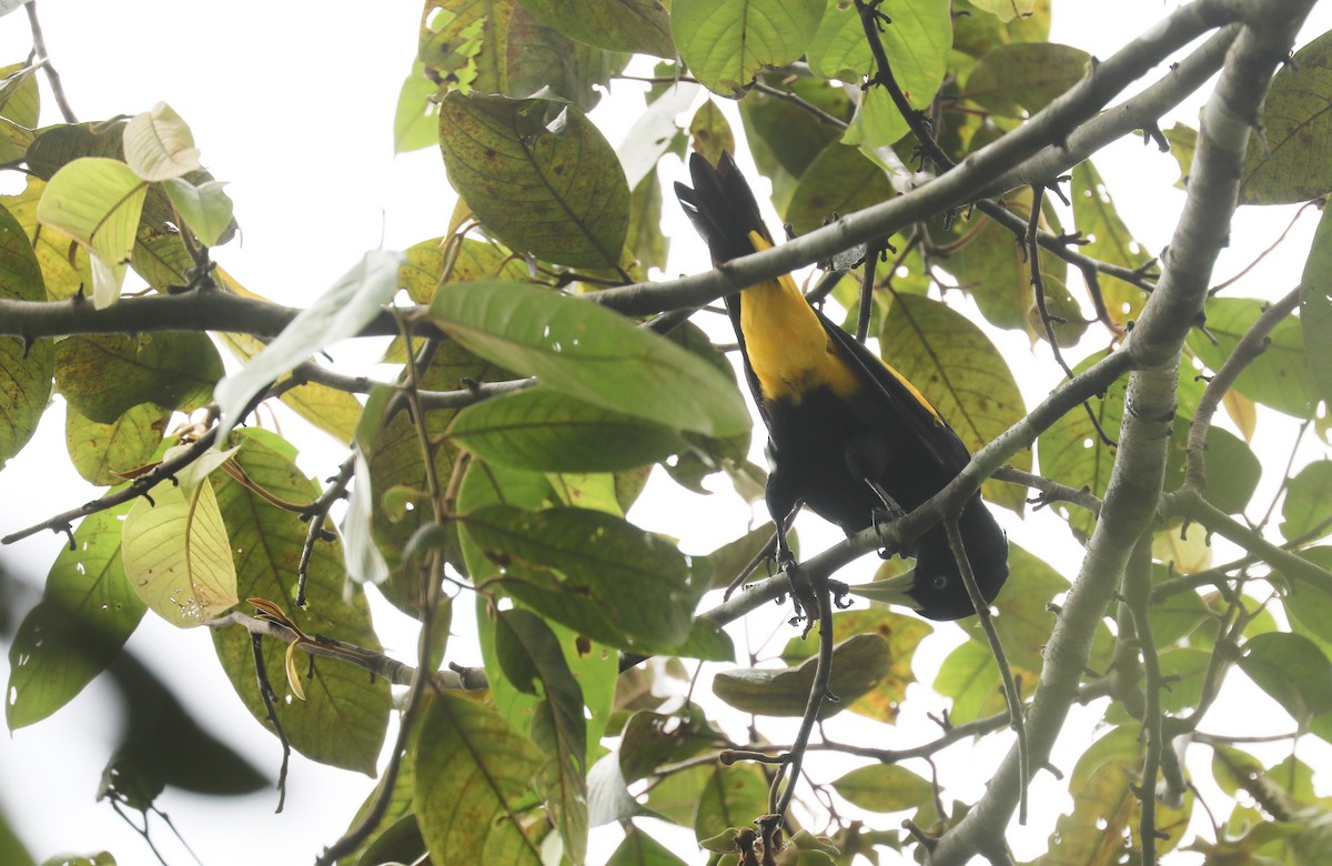 Yellow-rumped Cacique - ML616057288