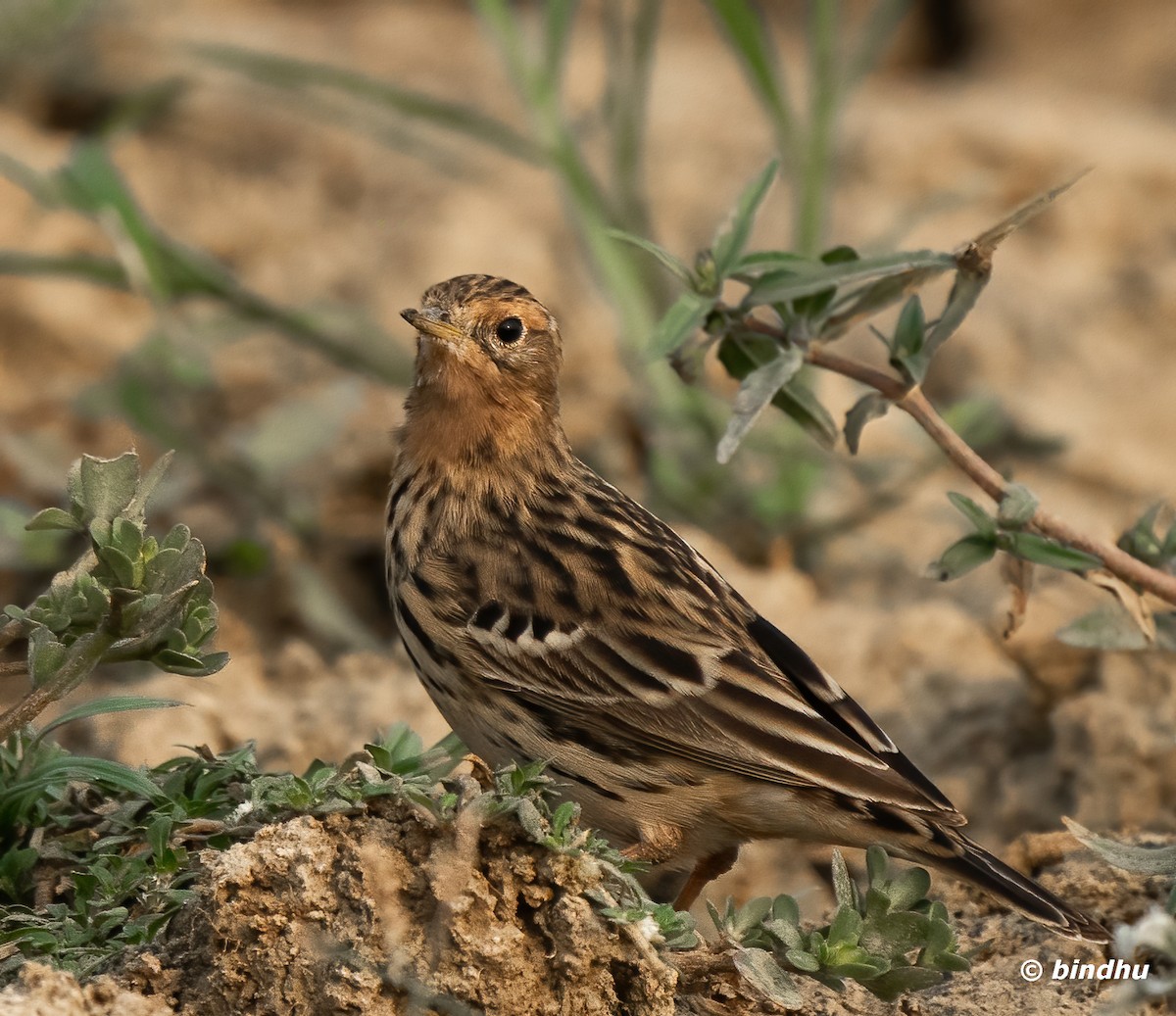 Red-throated Pipit - ML616057309