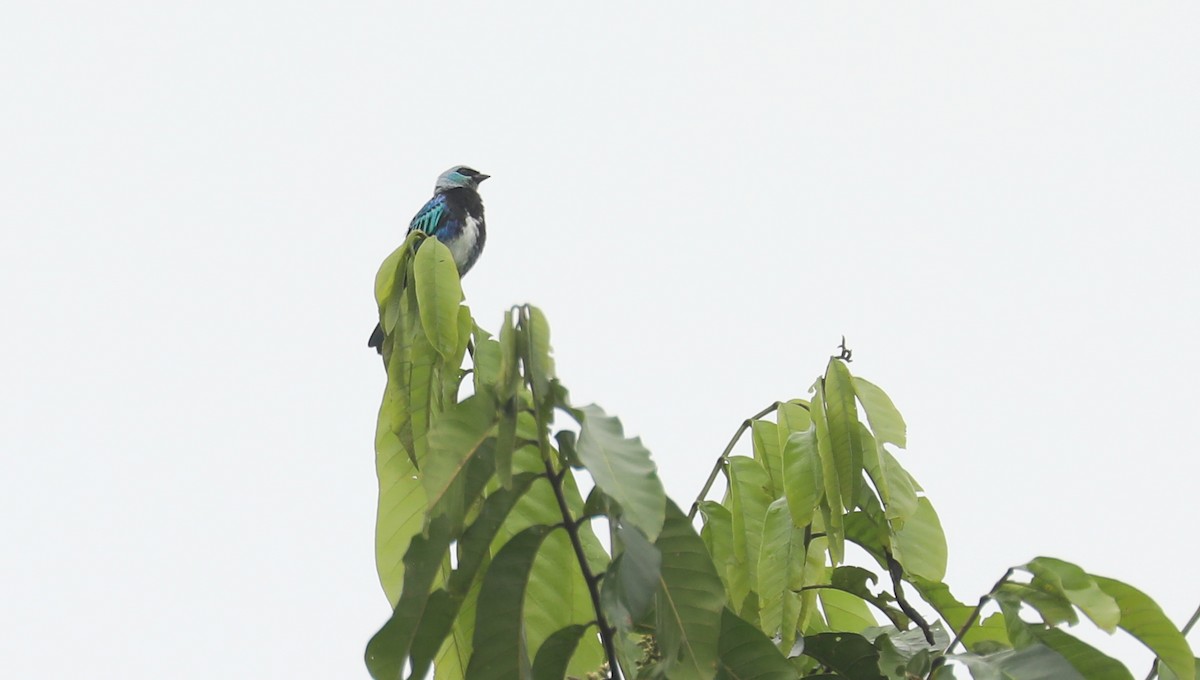 Masked Tanager - ML616057336
