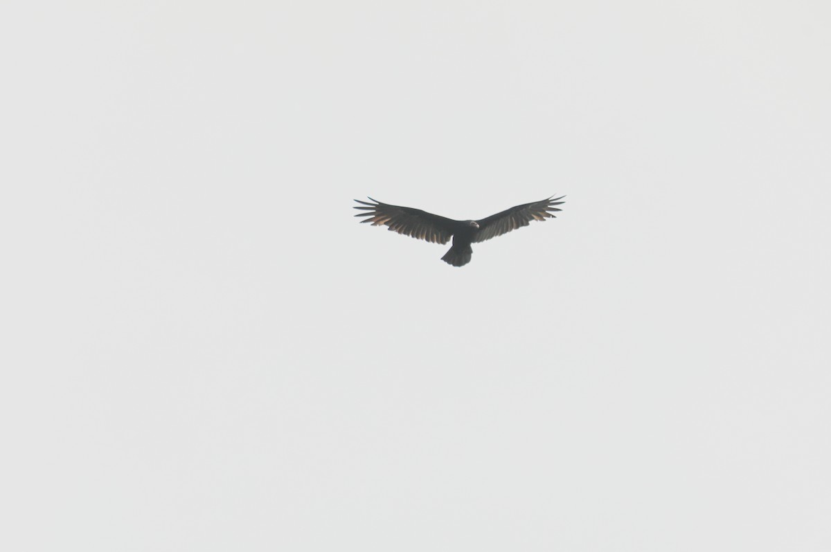 Turkey Vulture - ML616057359