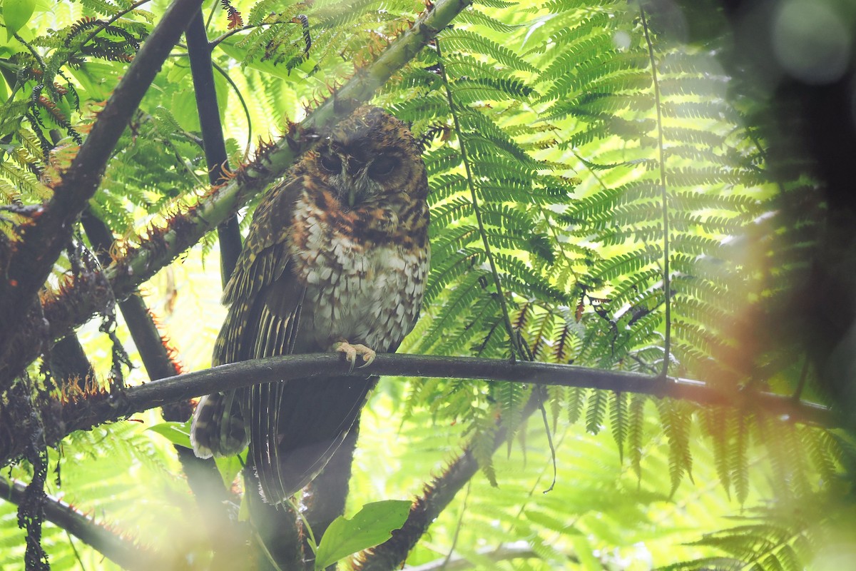 Rufous-banded Owl - ML616057372