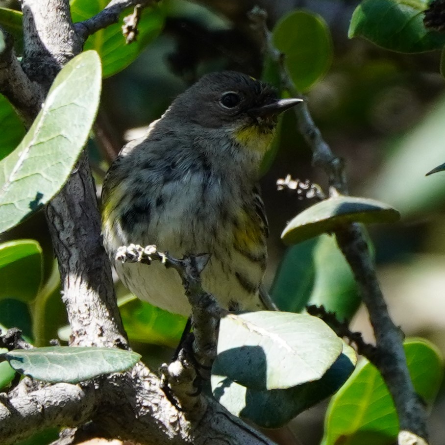 Yellow-rumped Warbler - Dawn Hovey