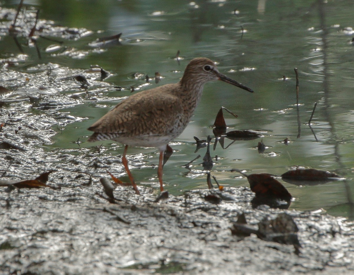 Common Redshank - Neoh Hor Kee