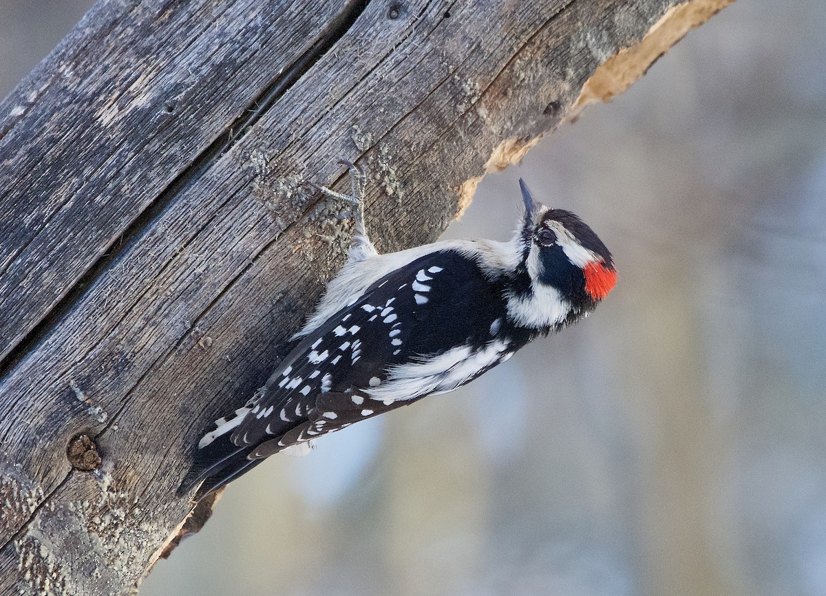 Downy Woodpecker - ML616057791