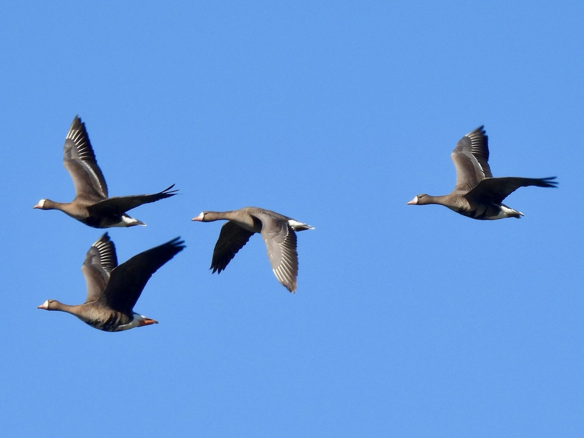 Greater White-fronted Goose - ML616058139