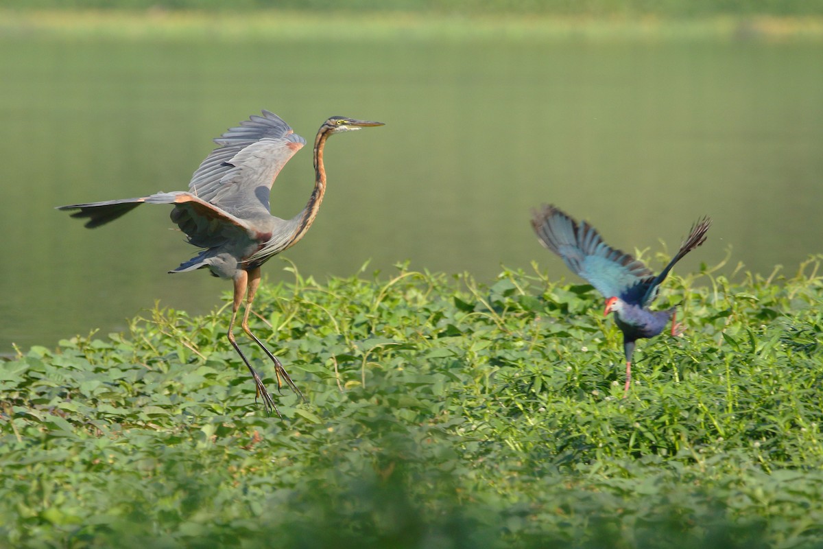 Purple Heron - Arghya Sinha