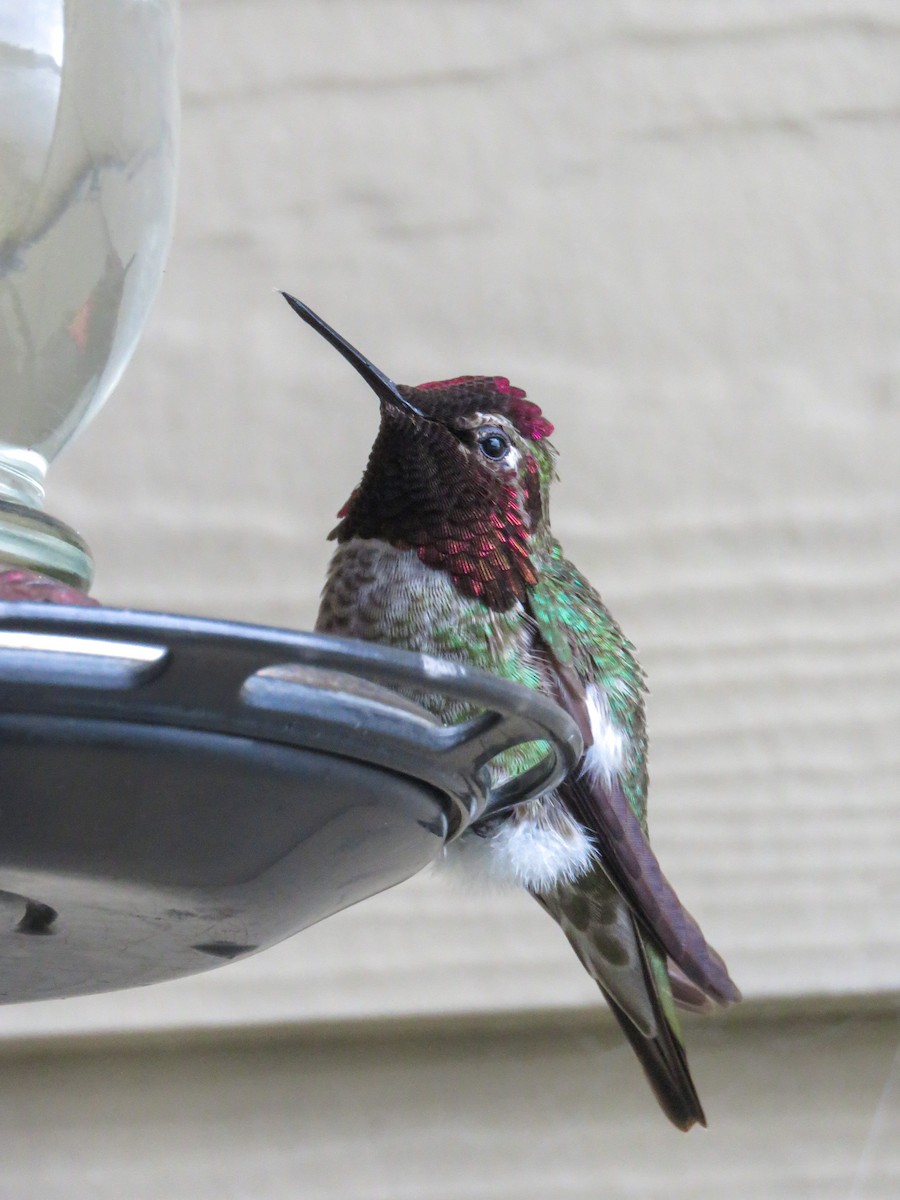 Anna's Hummingbird - ML616058429