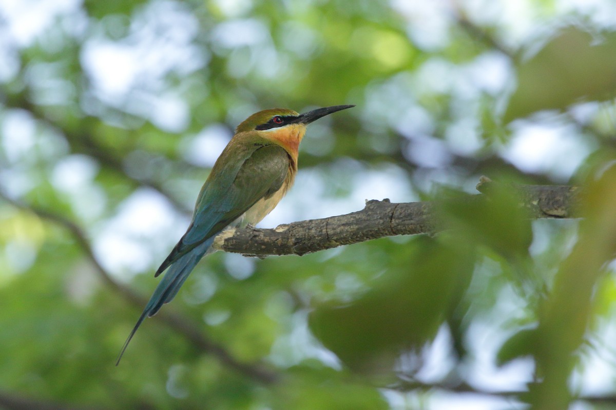 Blue-tailed Bee-eater - ML616058431