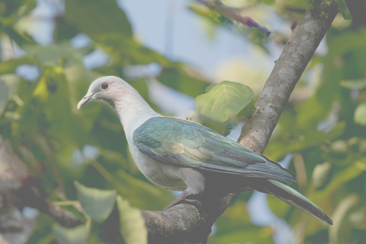 Green Imperial-Pigeon - ML616058458