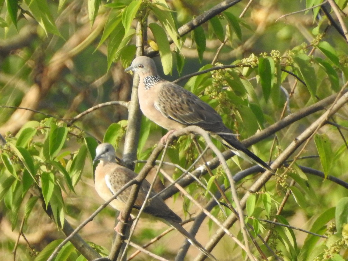 Spotted Dove - ML616058578