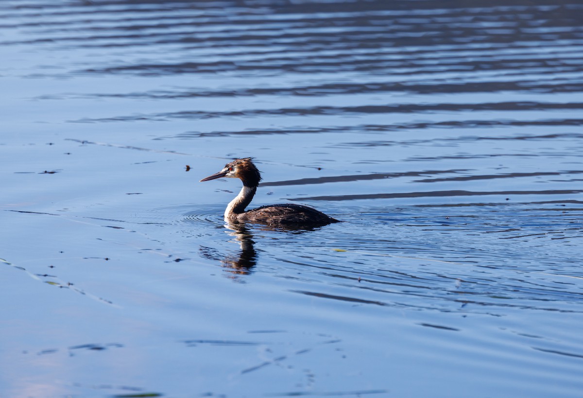 Great Crested Grebe - ML616058654