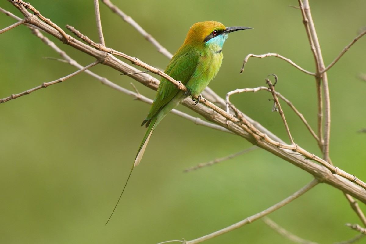 Asian Green Bee-eater - ML616058716