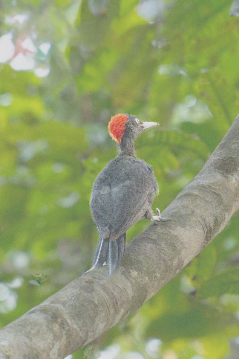 Andaman Woodpecker - ML616058718