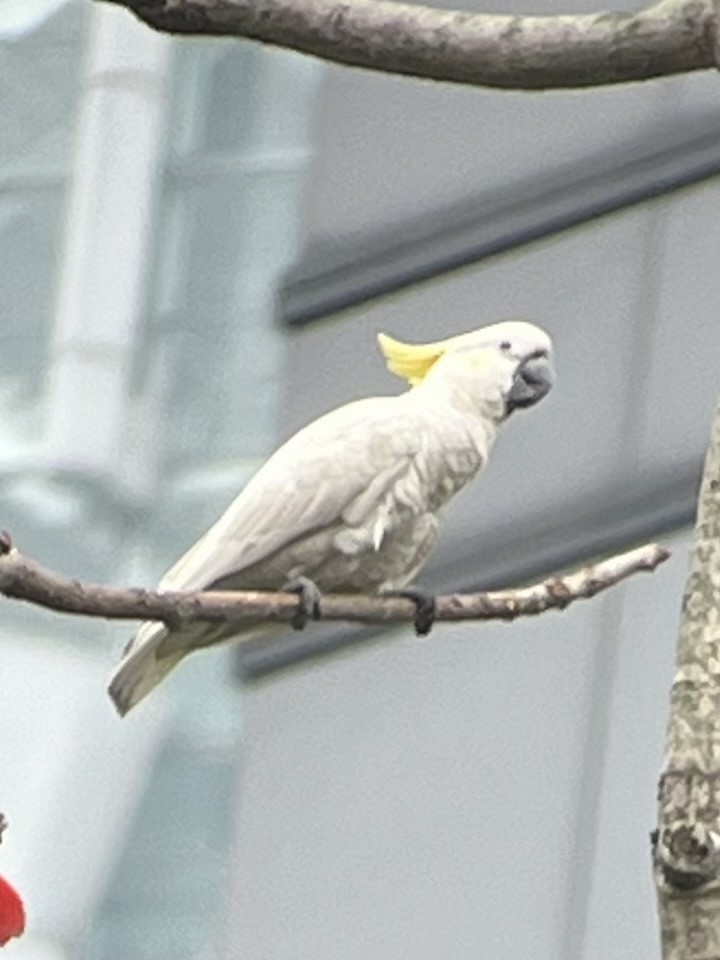 Yellow-crested Cockatoo - ML616058853