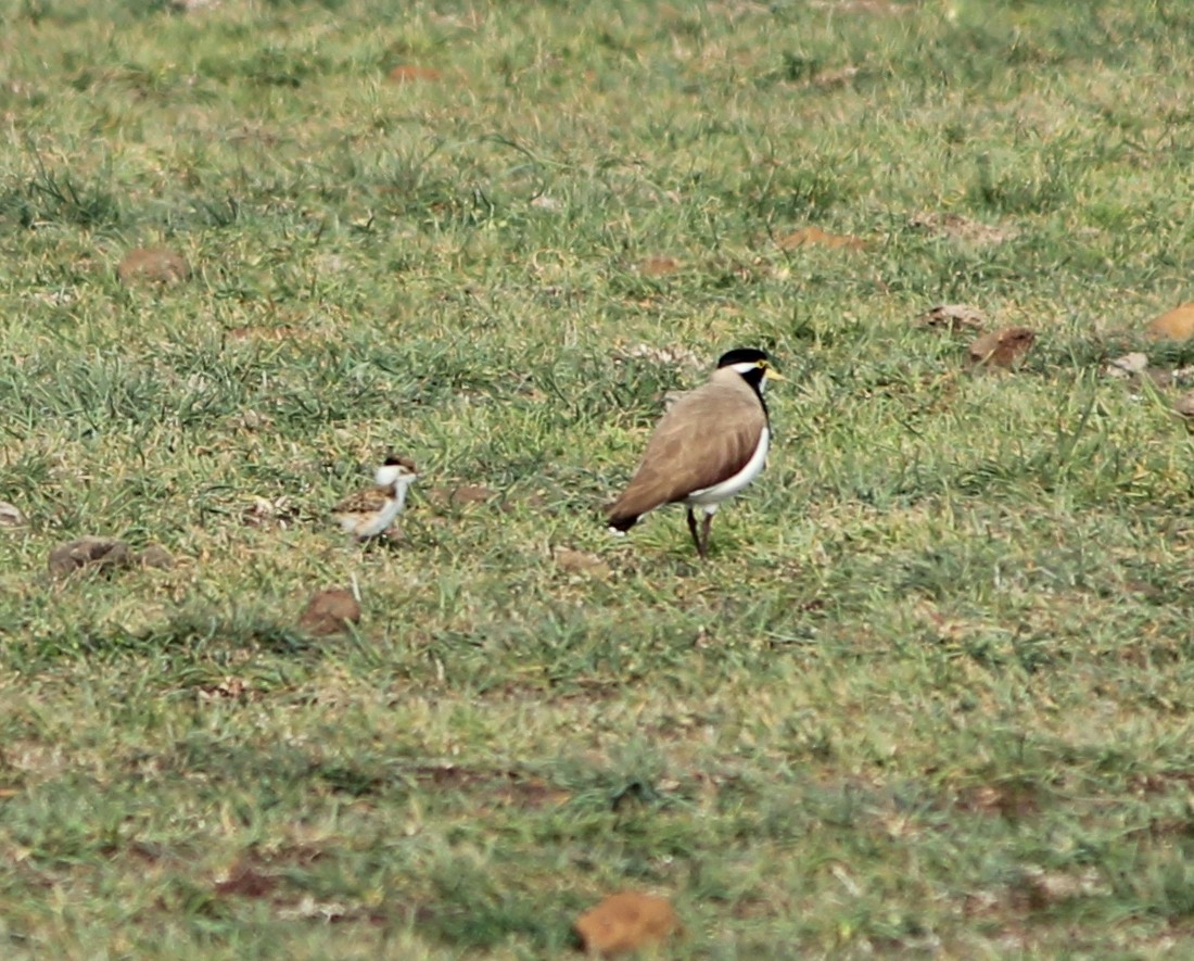 Banded Lapwing - ML616058859