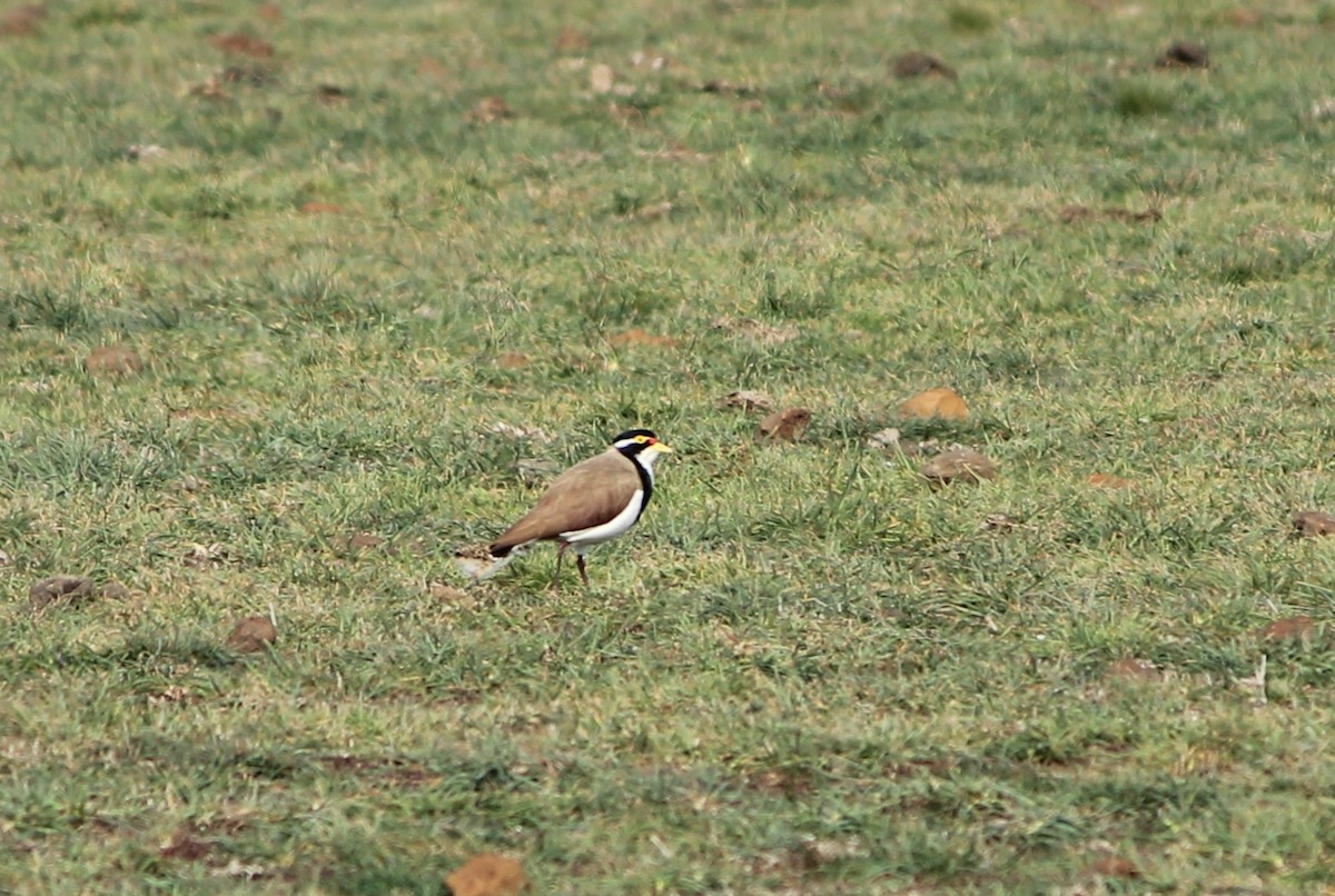 Banded Lapwing - ML616058861