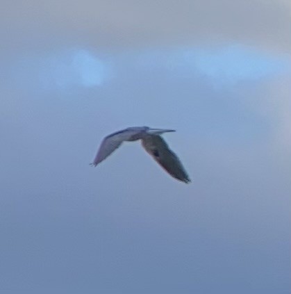 White-tailed Kite - ML616058883
