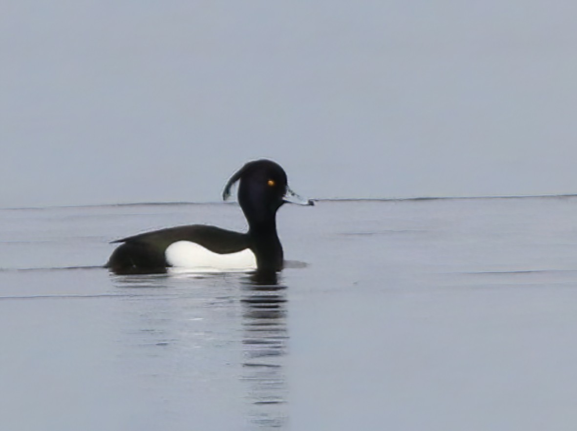 Tufted Duck - ML616059018