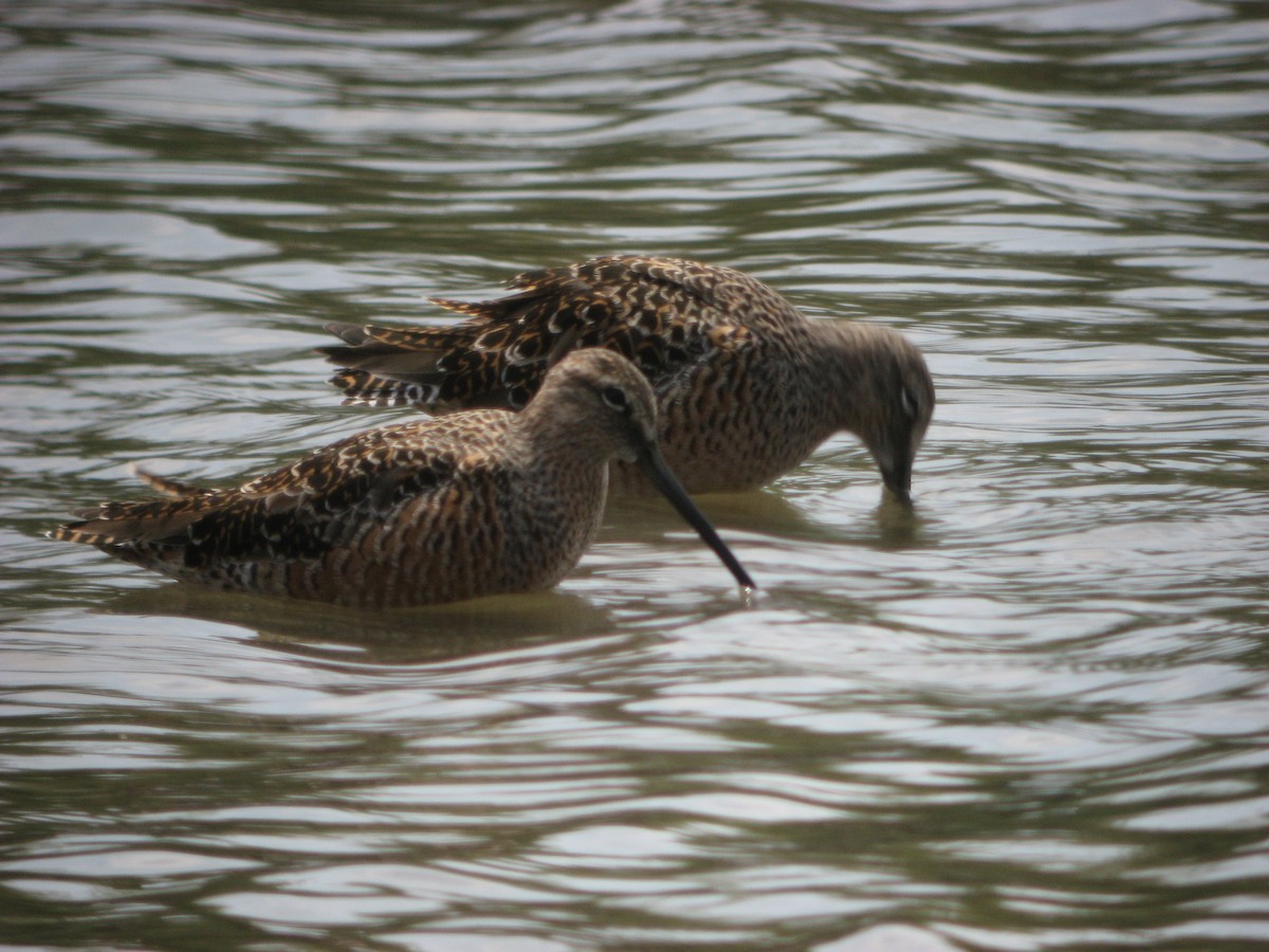Long-billed Dowitcher - ML616059188