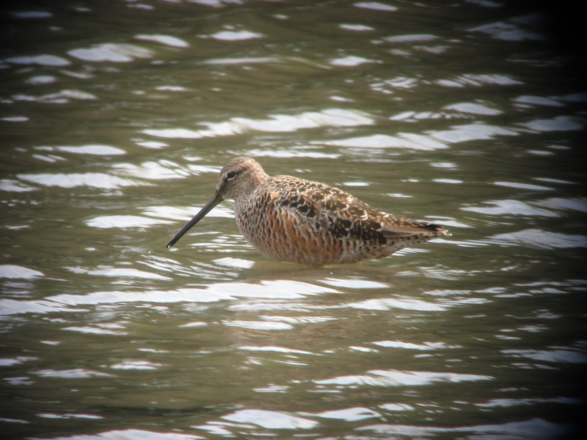 Long-billed Dowitcher - ML616059201
