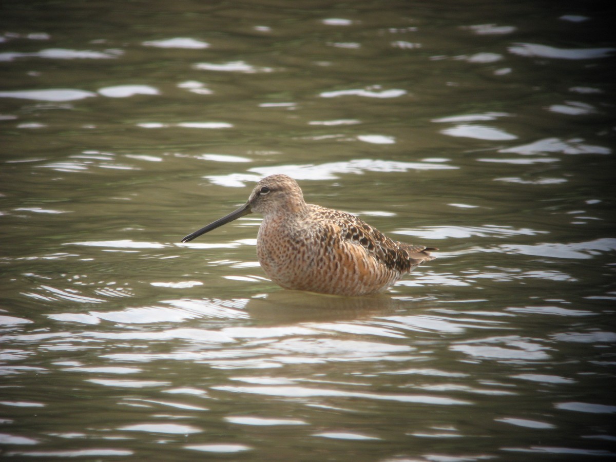 Long-billed Dowitcher - ML616059202