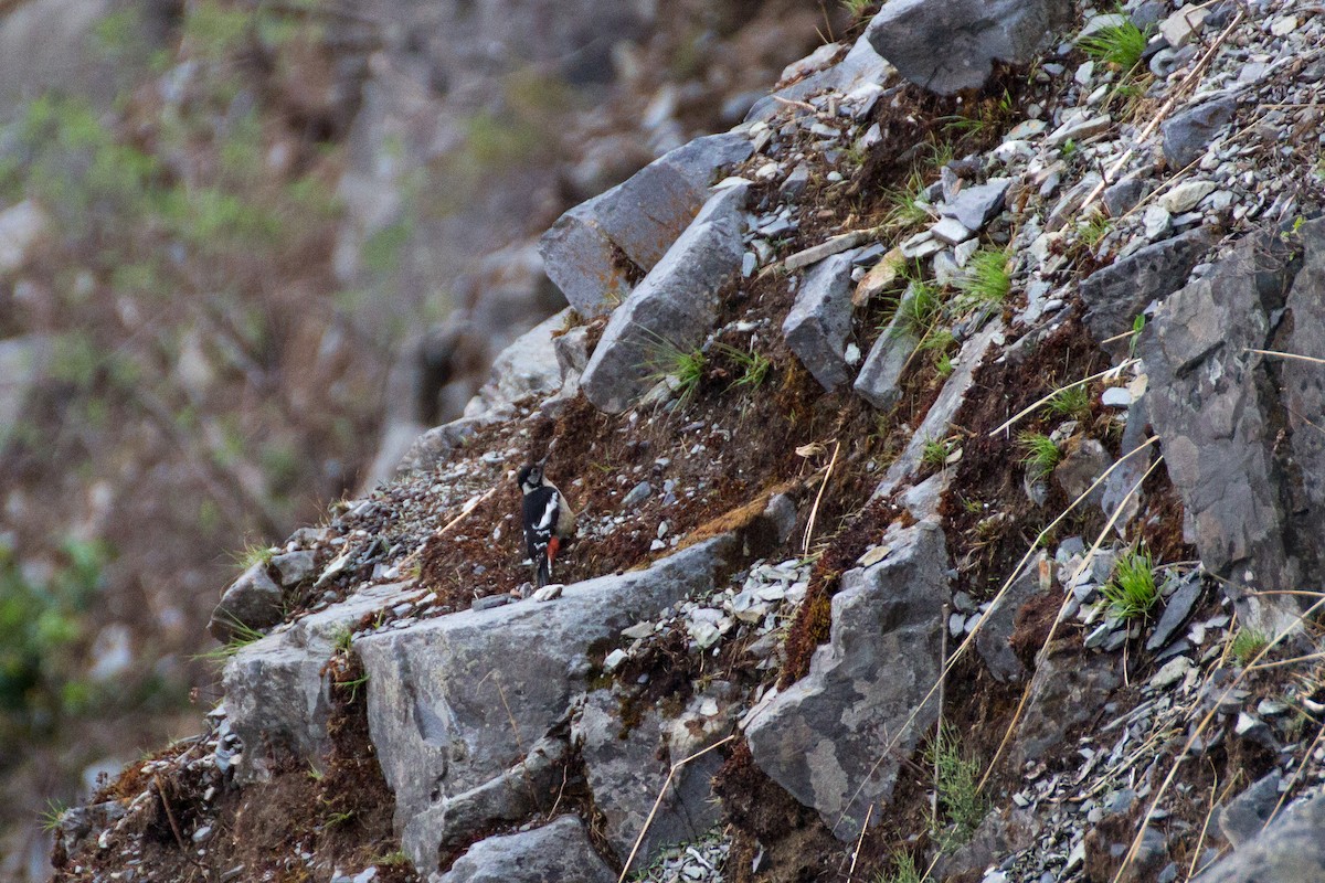 Himalayan Woodpecker - ML616059320