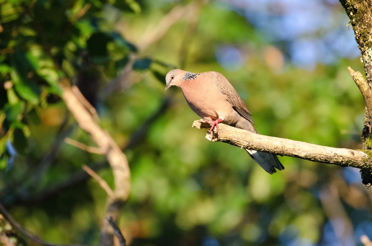 Spotted Dove - ML616059380