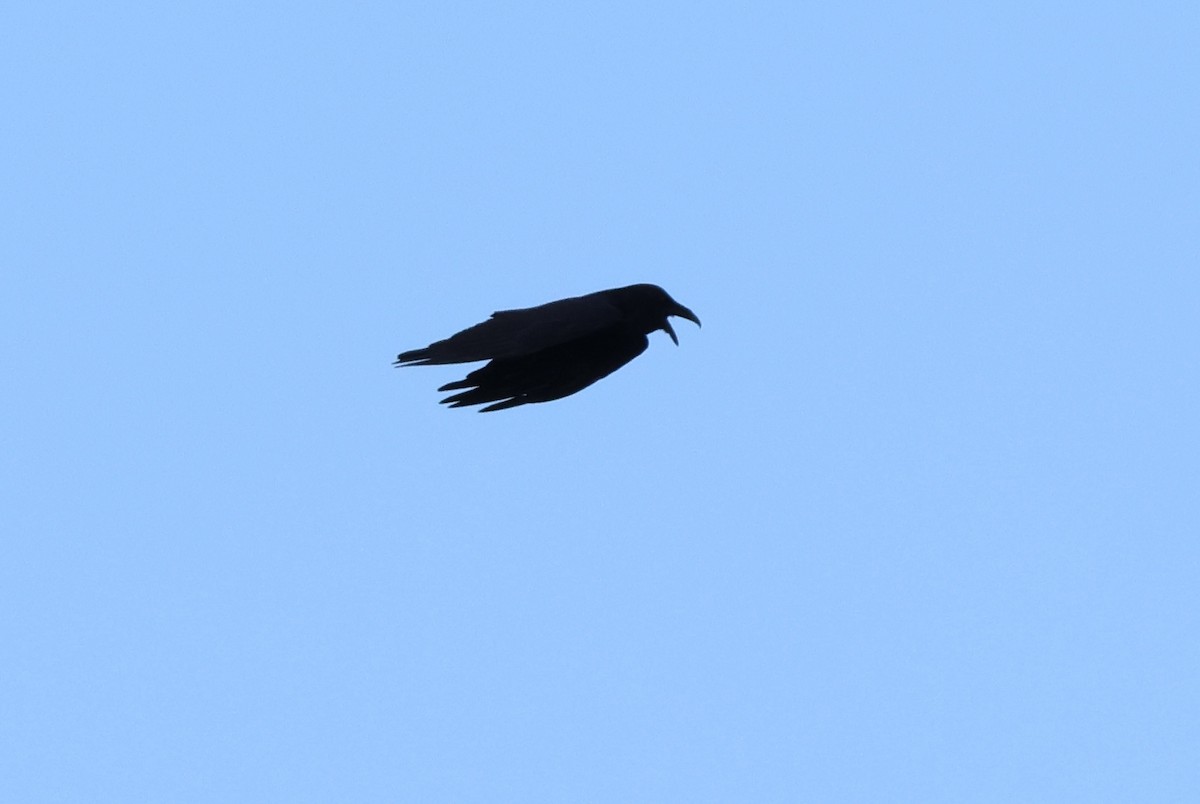 Common Raven - ML616059407