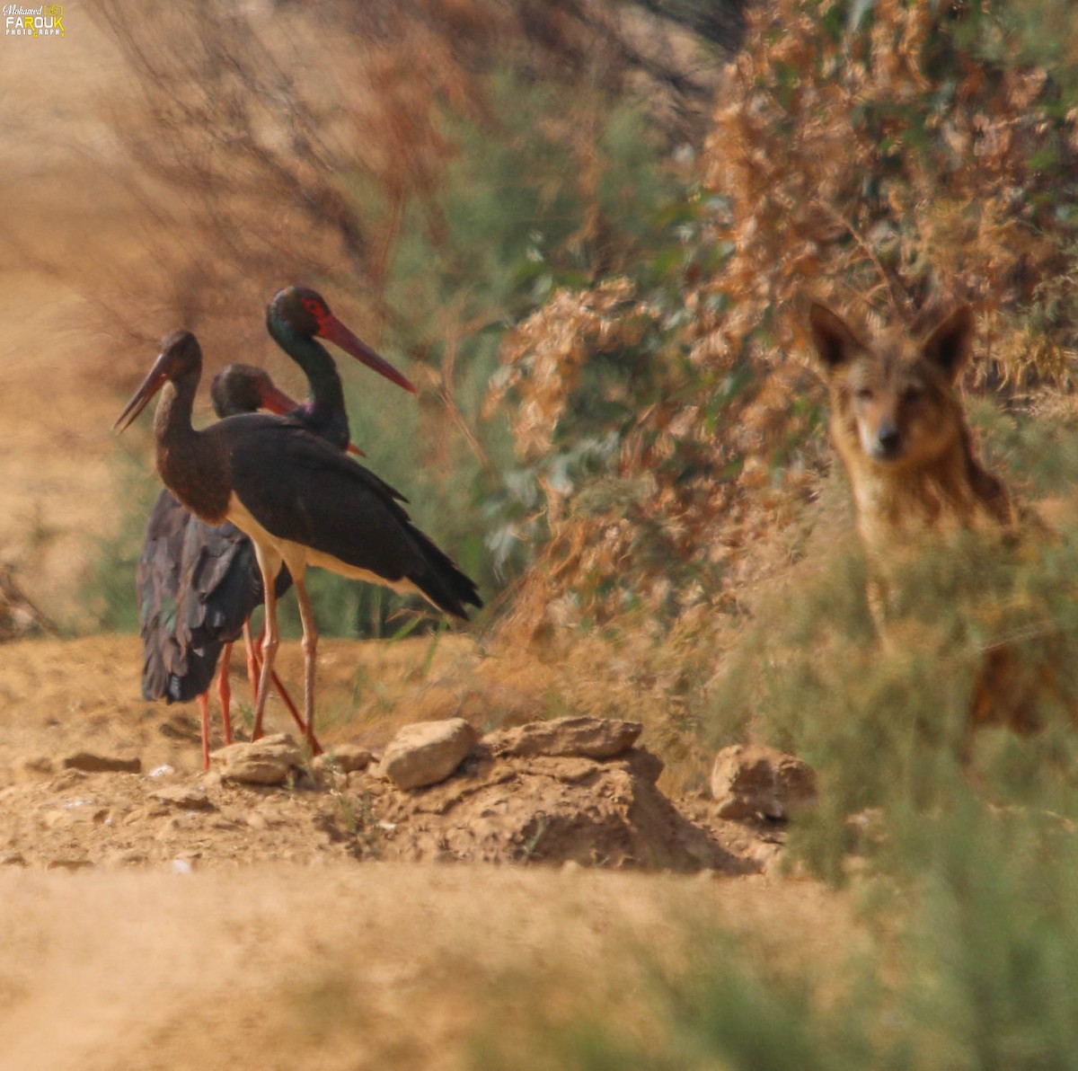 Black Stork - Mohamed Farouk