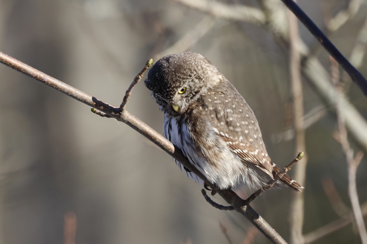 Eurasian Pygmy-Owl - ML616059453