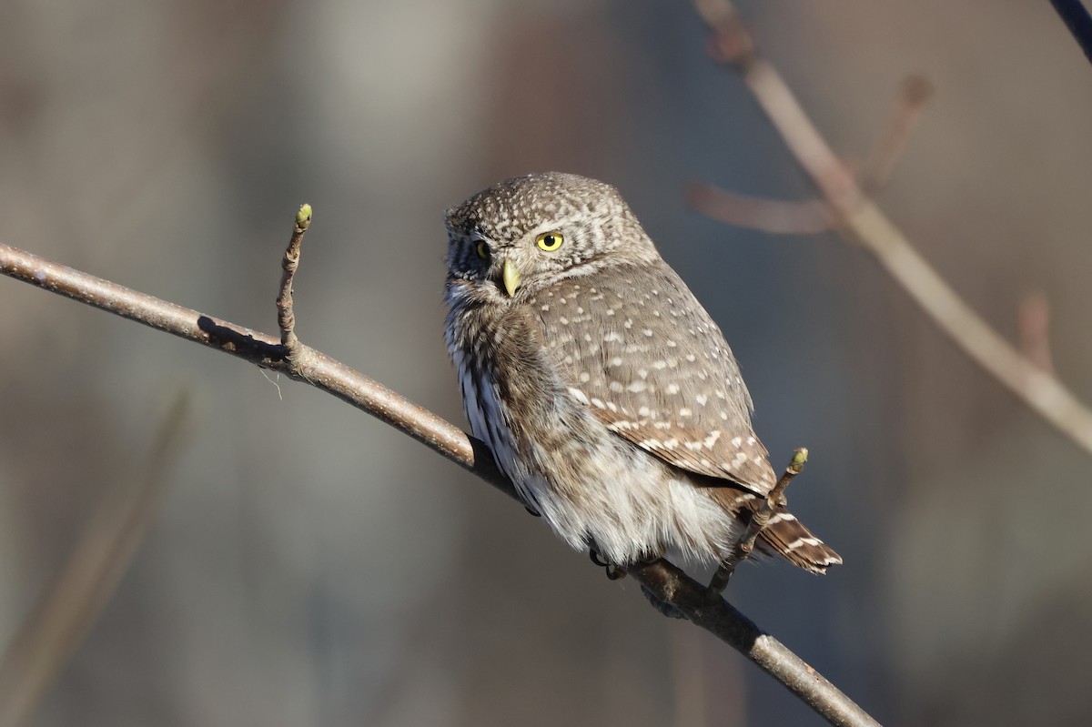 Eurasian Pygmy-Owl - ML616059454