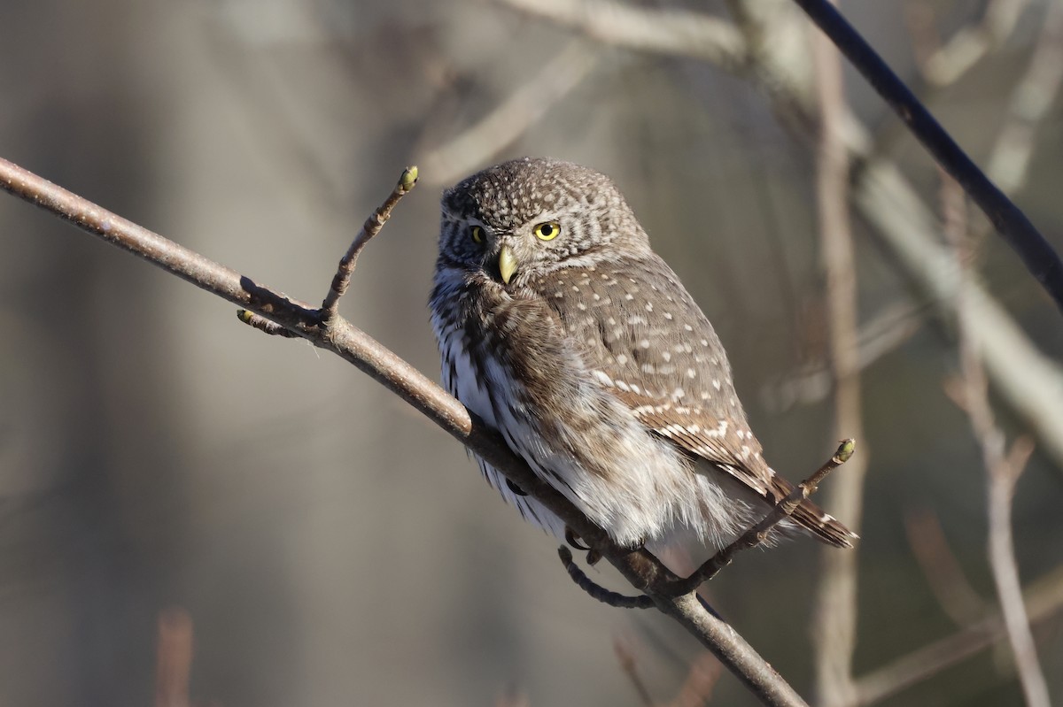 Eurasian Pygmy-Owl - ML616059455